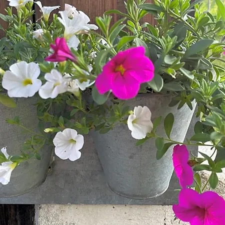 Le Pika
